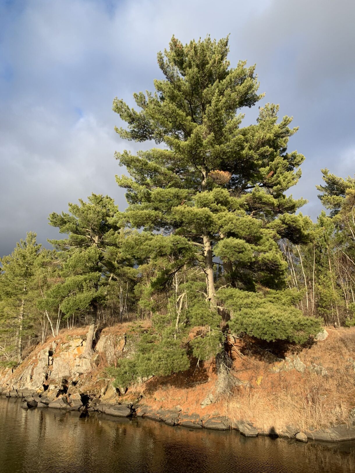 Tree near lake