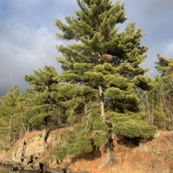 Tree near lake