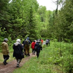 people walking in the forest