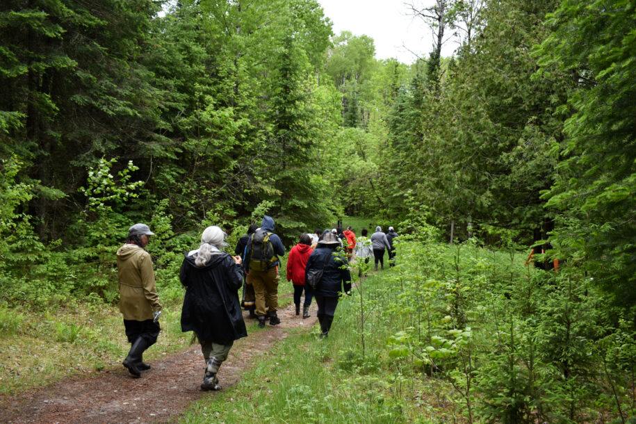 people walking in the forest