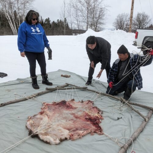 people tying beaver