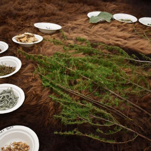 collection of leaves, stems and grass